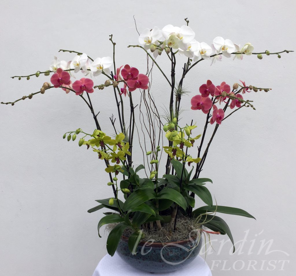 Orchid Plants Arrangements